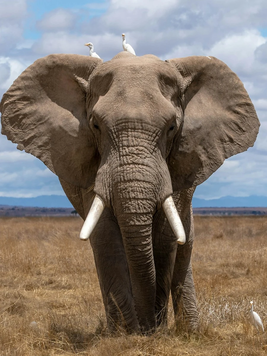 Majestic Elephant Herd under Golden Savanna Dust